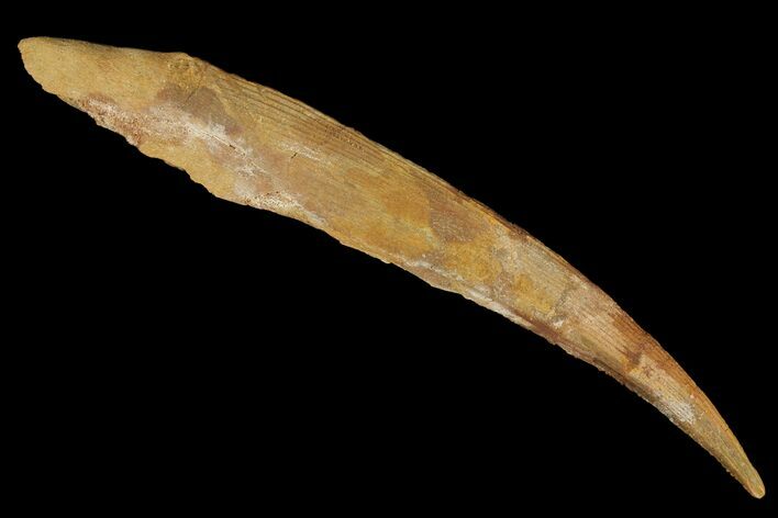 Fossil Shark (Hybodus) Dorsal Spine - Morocco #106559